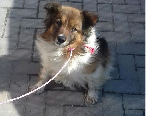  Urząd Miasta i Gminy w Młynarach poszukuje właściciela lub osoby chętnej do przygarnięcia psa widocznego na zdjęciu