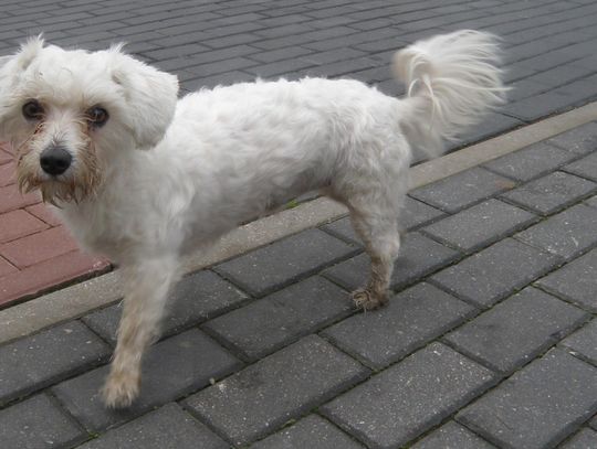 Urząd Miasta i Gminy w Młynarach poszukuje właściciela lub osoby chętnej do przygarnięcia psa widocznego na zdjęciu