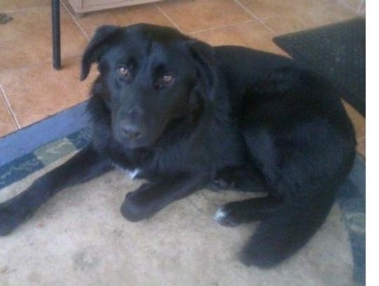 Urząd Miasta i Gminy w Młynarach poszukuje właściciela lub uosoby chętnej do przygarnięcia psa widocznego na zdjęciu