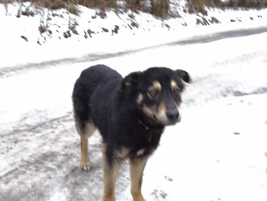 Urząd Miasta i Gminy w Młynarach poszukuje właściciela tego psa lub osoby chętnej do przygarnięcia psa widocznego na zdjęciu