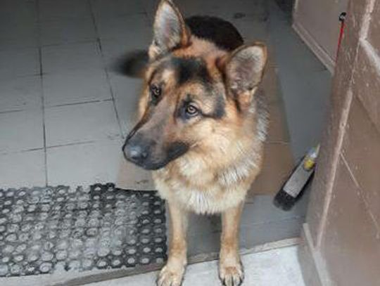  Urząd Miasta i Gminy w Młynarach poszukuje właściciela tego psa lub osoby chętnej do przygarnięcia psa widocznego na zdjęciu