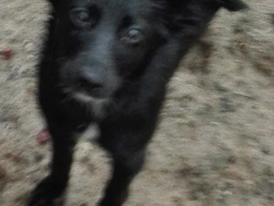 Urząd Miasta i Gminy w Młynarach poszukuje właściciela tego psa lub osoby chętnej do przygarnięcia psa widocznego na zdjęciu