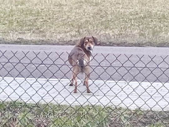 Urząd Miasta i Gminy w Młynarach poszukuje właściciela widocznego na zdjęciu psa