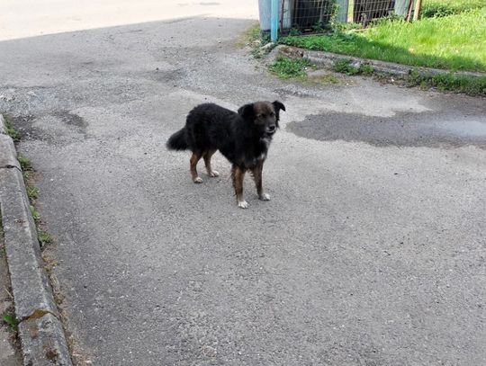 Urząd Miasta i Gminy w Młynarach poszukuje właściciela widocznego na zdjęciu psa