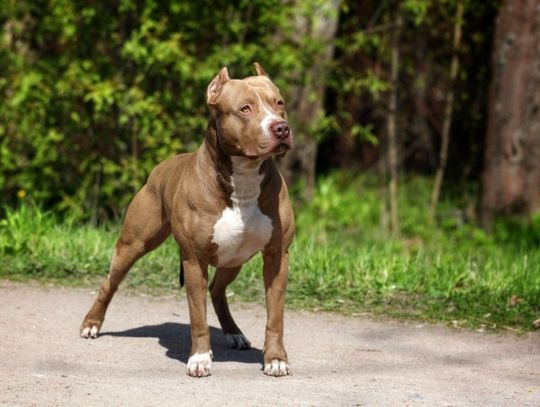 Ważna informacja dla hodowców i potencjalnych właścieli psów ras uznanych za agresywną !