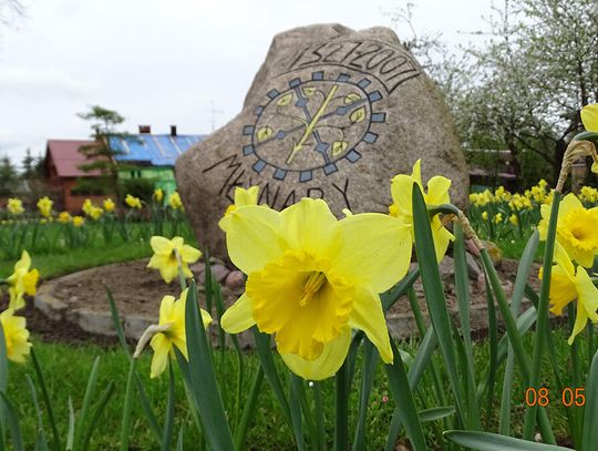 Wiosenna część akcji Żonkilowe Pola Nadziei zakończona