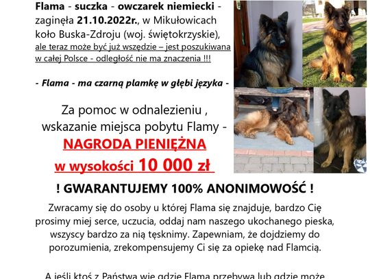 Właściciel poszukuje zaginionego owczarka niemieckiego