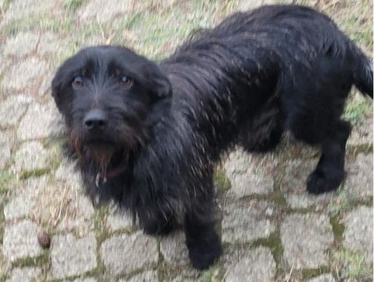 Właściciel poszukuje zaginionego psa, widocznego na zdjęciu