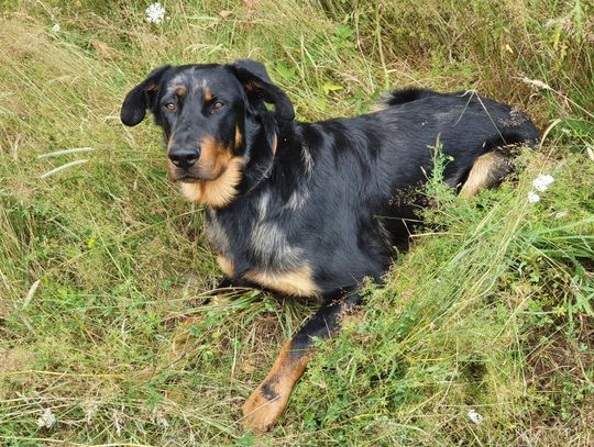 Zagninął pies Zagninął pies