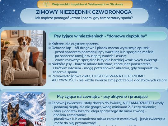 Zapraszamy do zapoznania się z zimowym niezbędnikiem czworonoga