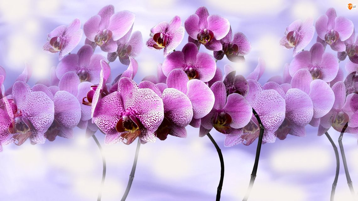 Dzień Edukacji Narodowej Dzień Edukacji Narodowej