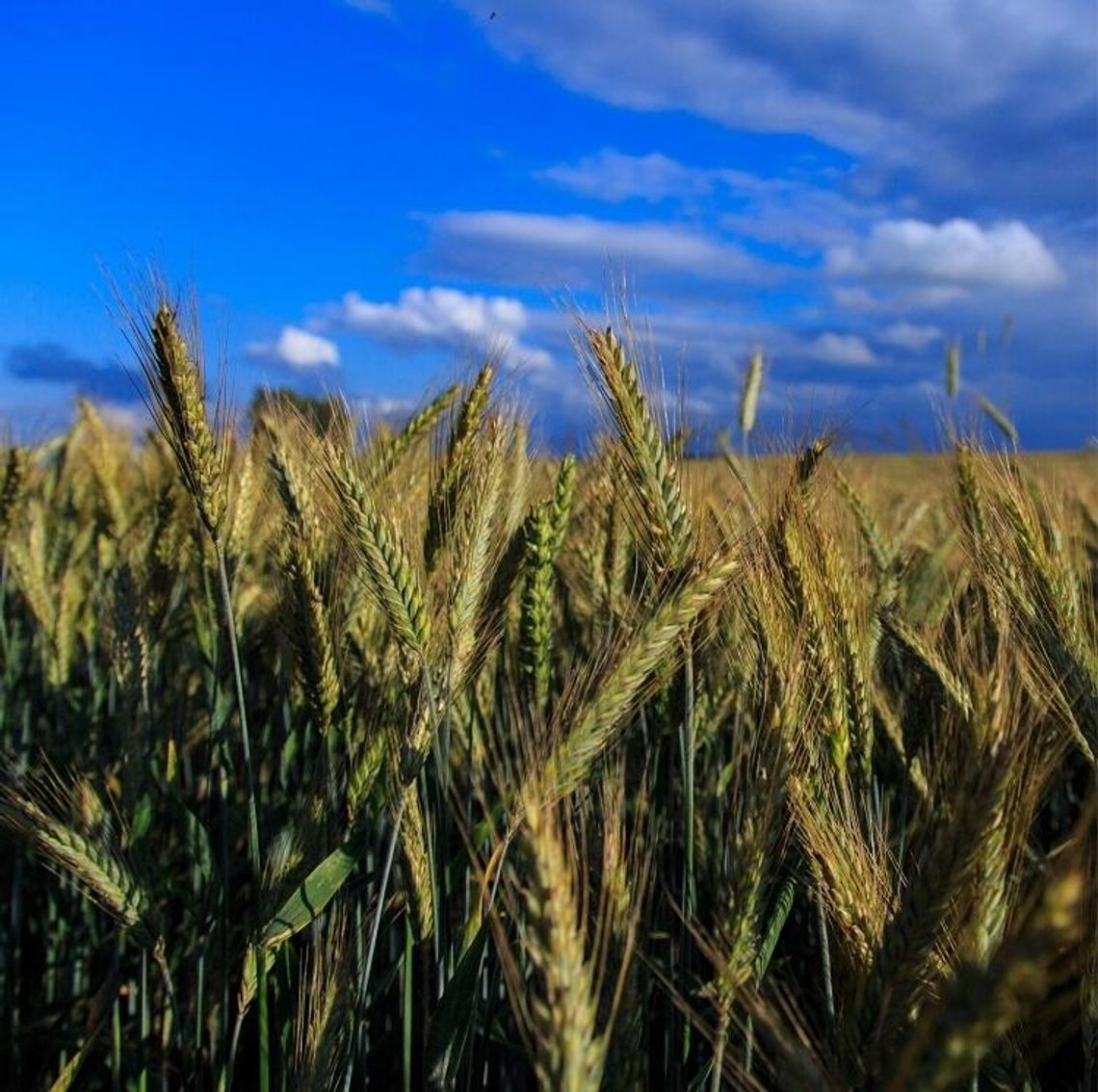 Gminny Turniej Dożynkowy Gminny Turniej Dożynkowy