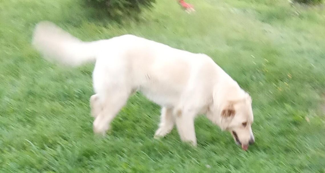 Ogłoszenie Ogłoszenie