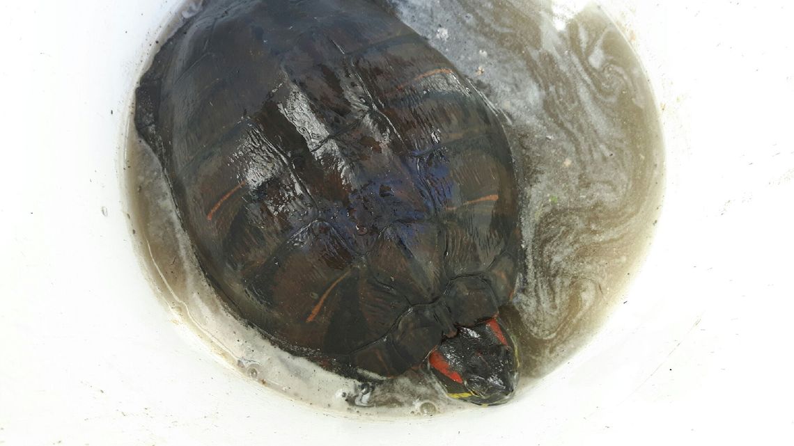 Ogłoszenie Ogłoszenie