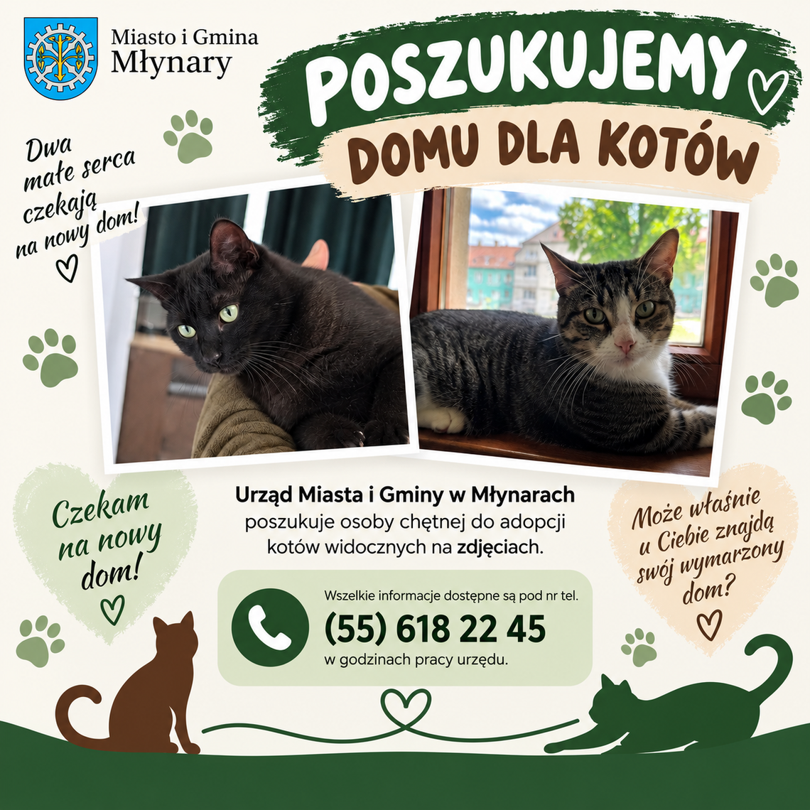 PILNIE POSZUKUJEMY DOMU DLA KOTÓW! poszukiwany do dla dwóch kotów
