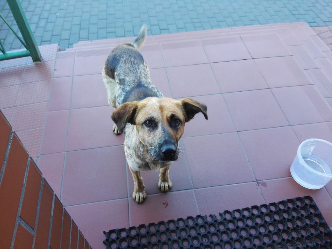 Poszukiwani właściciele lub osoby chętne do przygarnięcia psa Poszukiwani właściciele lub osoby chętne do przygarnięcia psa