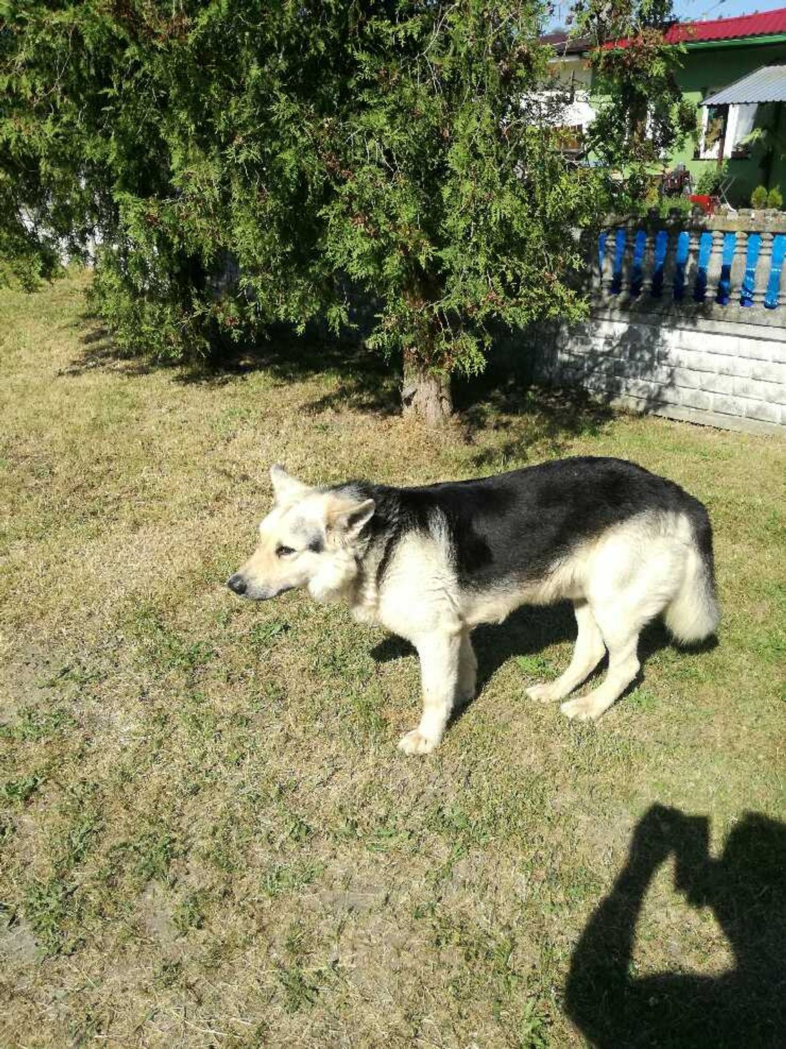 Poszukiwany właściciel lub osoba chętna do przygarnięcia psa Poszukiwany właściciel lub osoba chętna do przygarnięcia psa