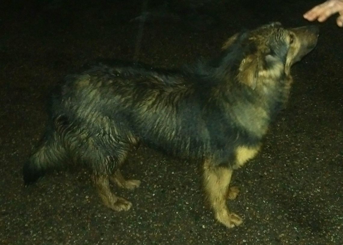 Poszukiwany właściciel lub osoba chętna do przygarnięcia psa Poszukiwany właściciel lub osoba chętna do przygarnięcia psa