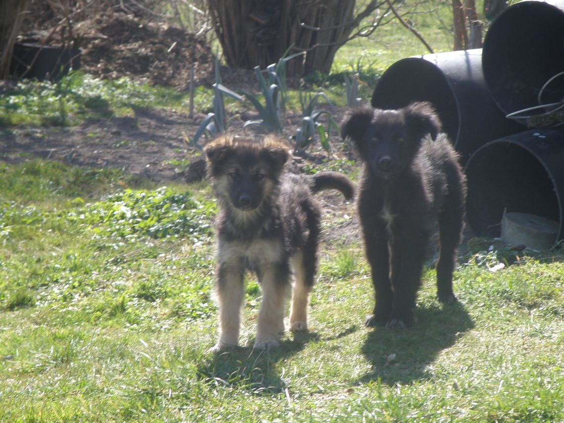 Poszukiwany właściciel lub osoba chętna do przygarnięcia psów Poszukiwany właściciel lub osoba chętna do przygarnięcia psów