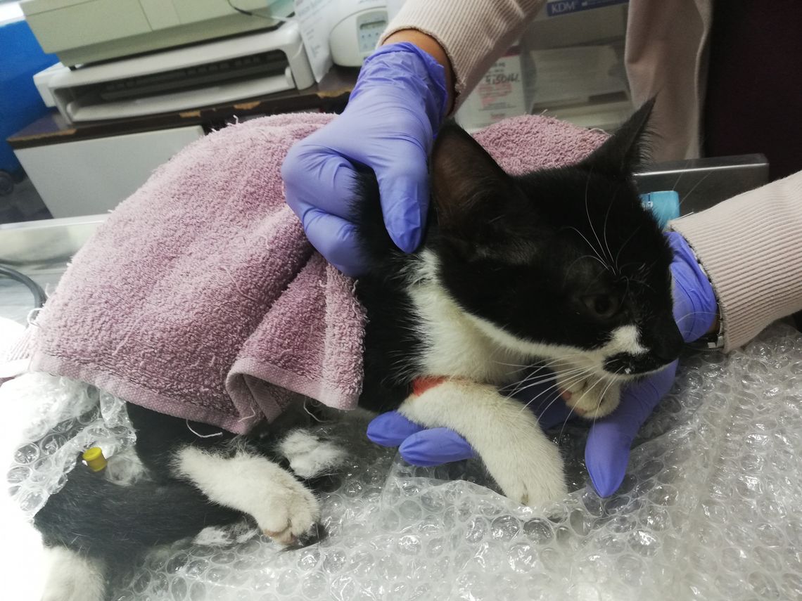 Poszukiwany właściciel potrąconej kotki