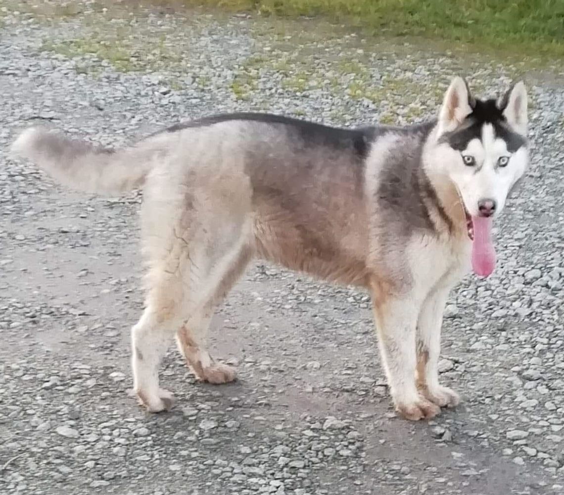 Poszukiwany właściciel psa Poszukiwany właściciel psa