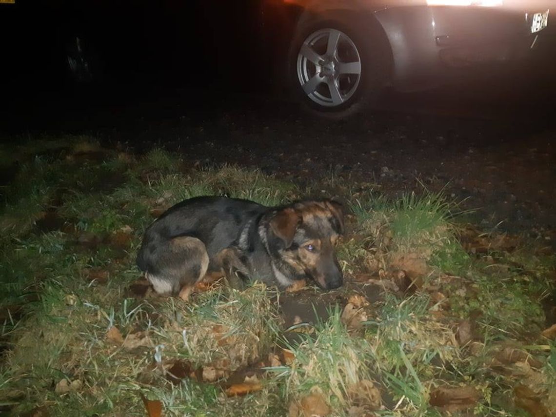 Poszukiwany właściciel psa Poszukiwany właściciel psa