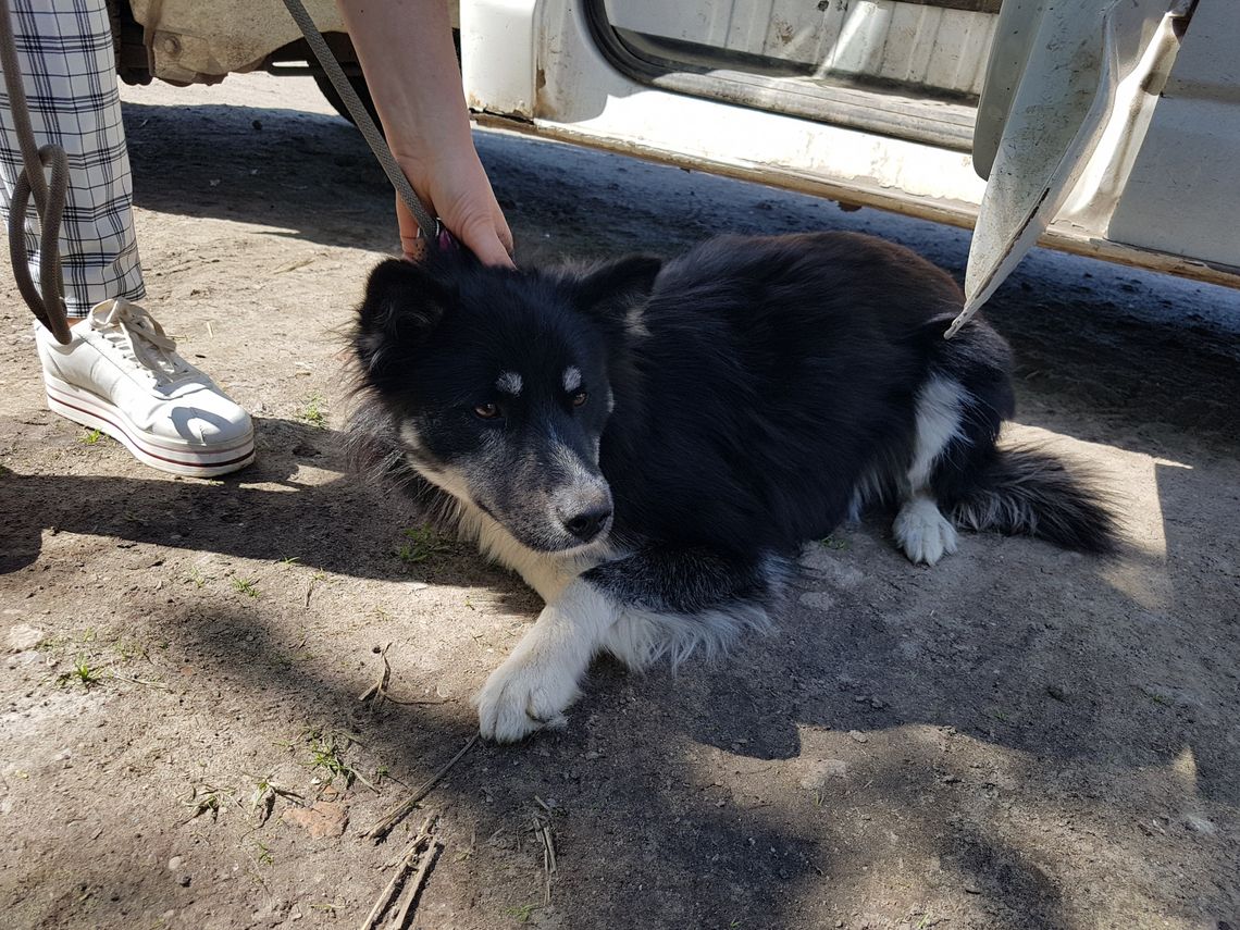 Poszukiwany właściciel psa Poszukiwany właściciel psa