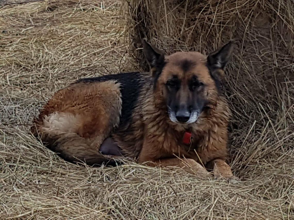 Poszukiwany właściciel psa Poszukiwany właściciel psa