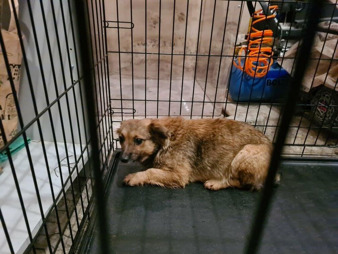 Poszukiwany właściciel psa Poszukiwany właściciel psa