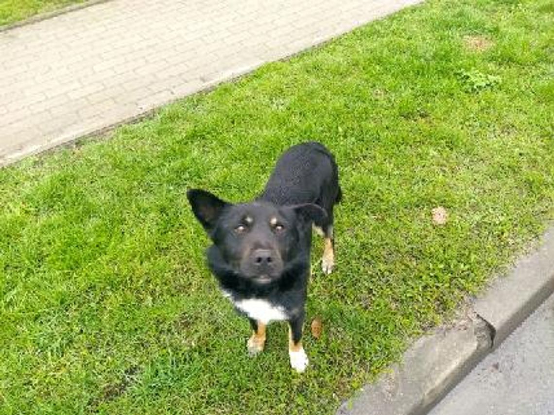 Poszukiwany właściciel psa Poszukiwany właściciel psa