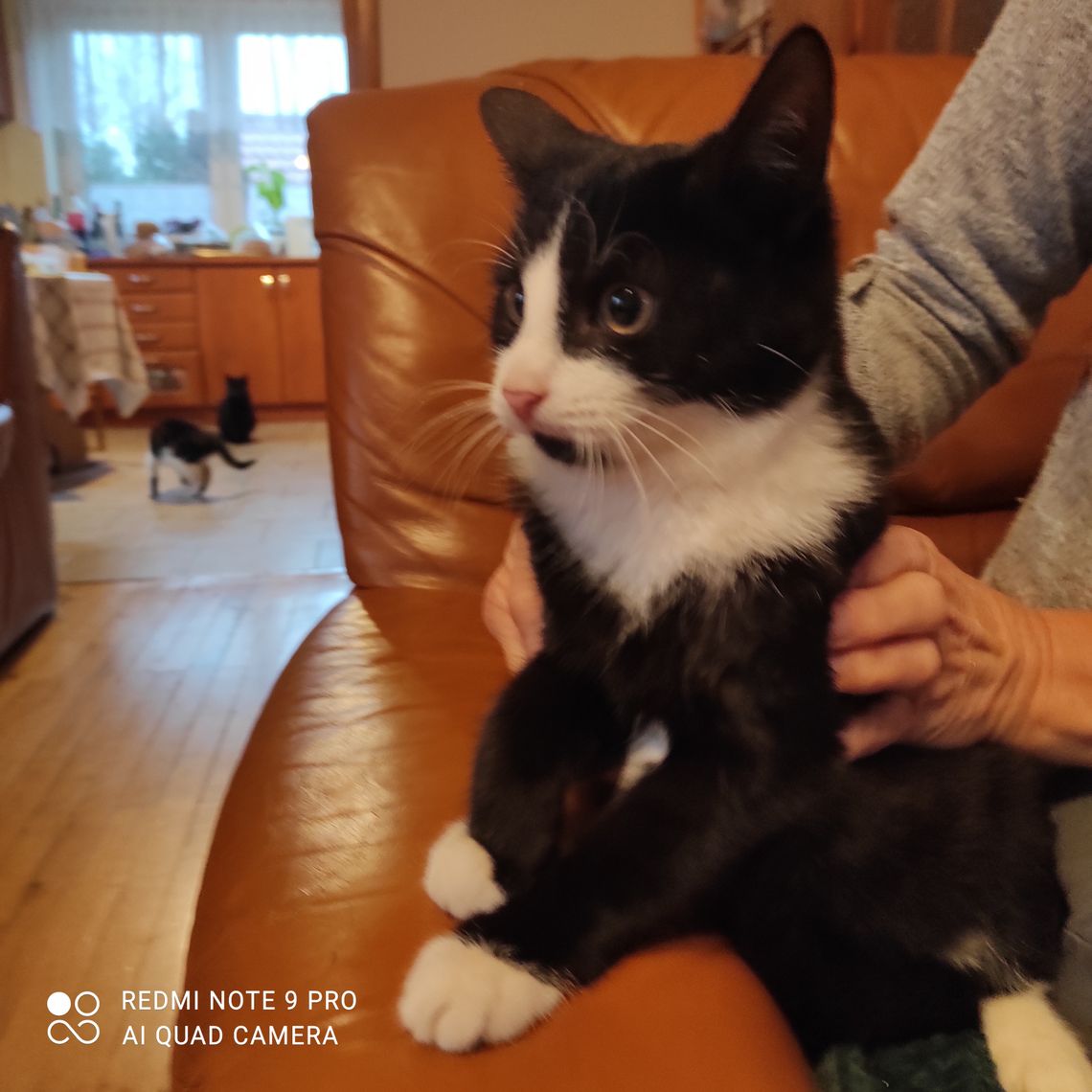 Poszukujemy osoby chętnej do adopcji kota widocznego na zdjęciu Poszukujemy osoby chętnej do adopcji kota widocznego na zdjęciu