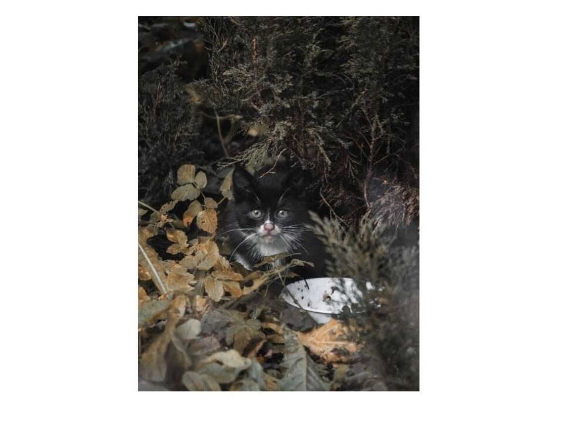 Poszukujemy osoby chętnej do adopcji  kotki widocznej na zdjęciu Poszukujemy osoby chętnej do adopcji  kotki widocznej na zdjęciu