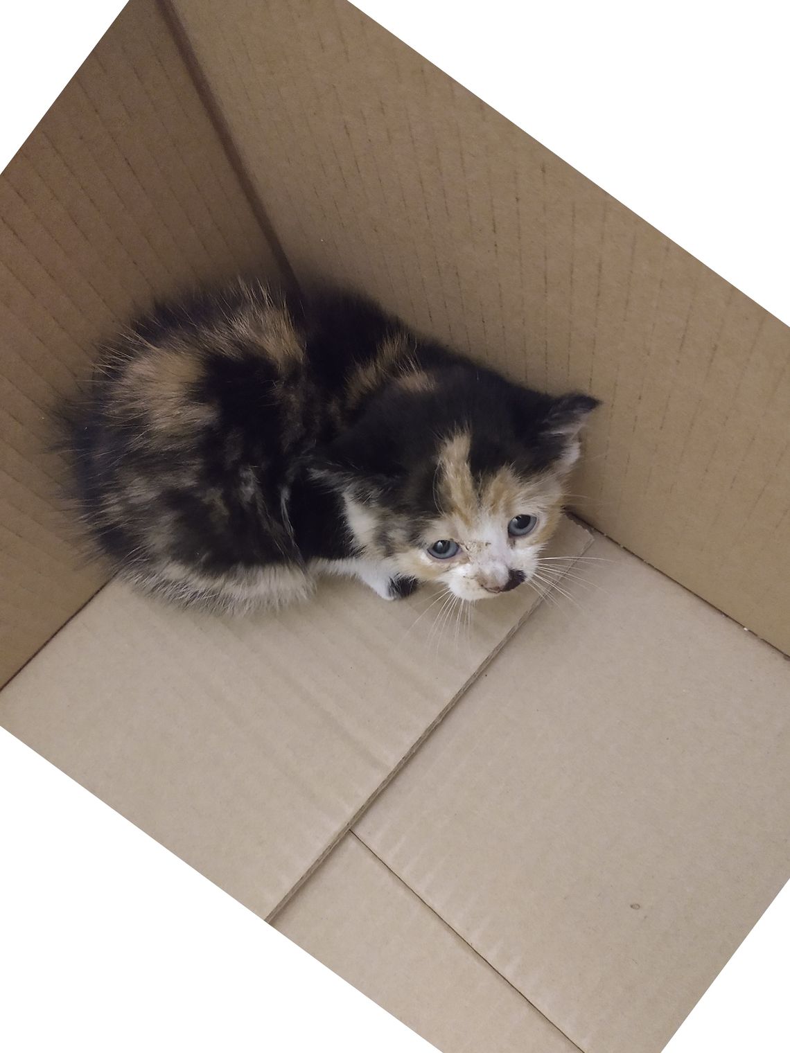 Poszukujemy właściciela lub osoby chętnej do adopcji znalezionej kotki  Poszukujemy właściciela lub osoby chętnej do adopcji znalezionej kotki