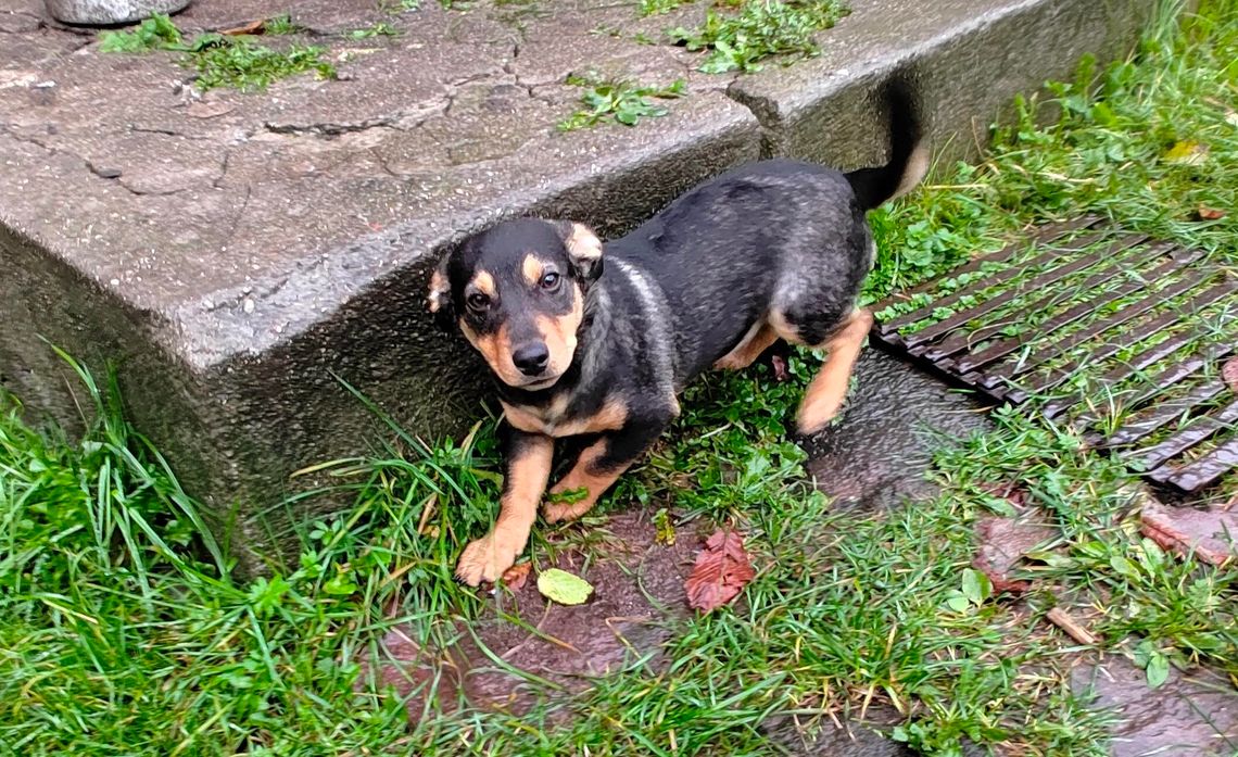 Poszukujemy właściciela lub osoby zainteresowanej adopcją kilkumiesięcznej suczki  Poszukujemy właściciela lub osoby zainteresowanej adopcją kilkumiesięcznej suczki