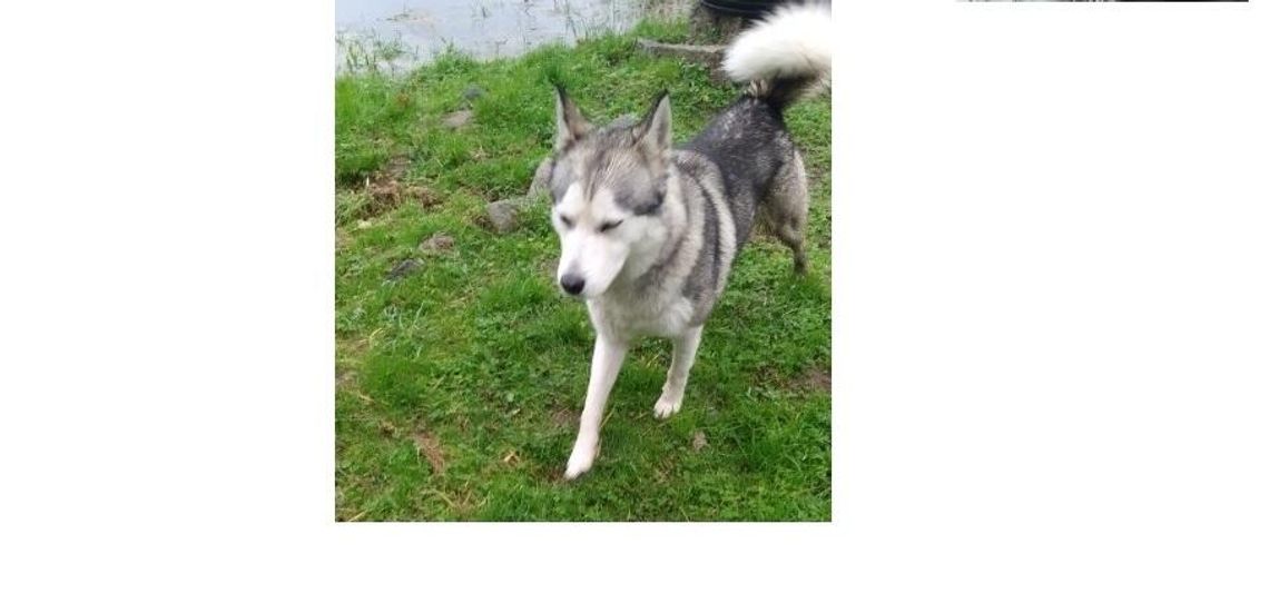 Poszukujemy właściciela psa widczonego na zdjęciu Poszukujemy właściciela psa widczonego na zdjęciu