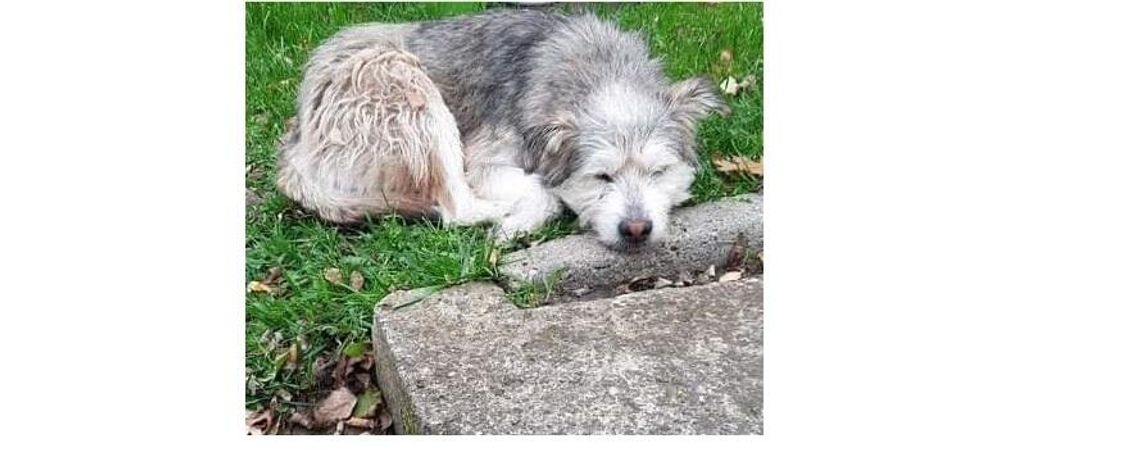 Poszukujemy właściciela psa widocznego za zdjęciu  Poszukujemy właściciela psa widocznego za zdjęciu