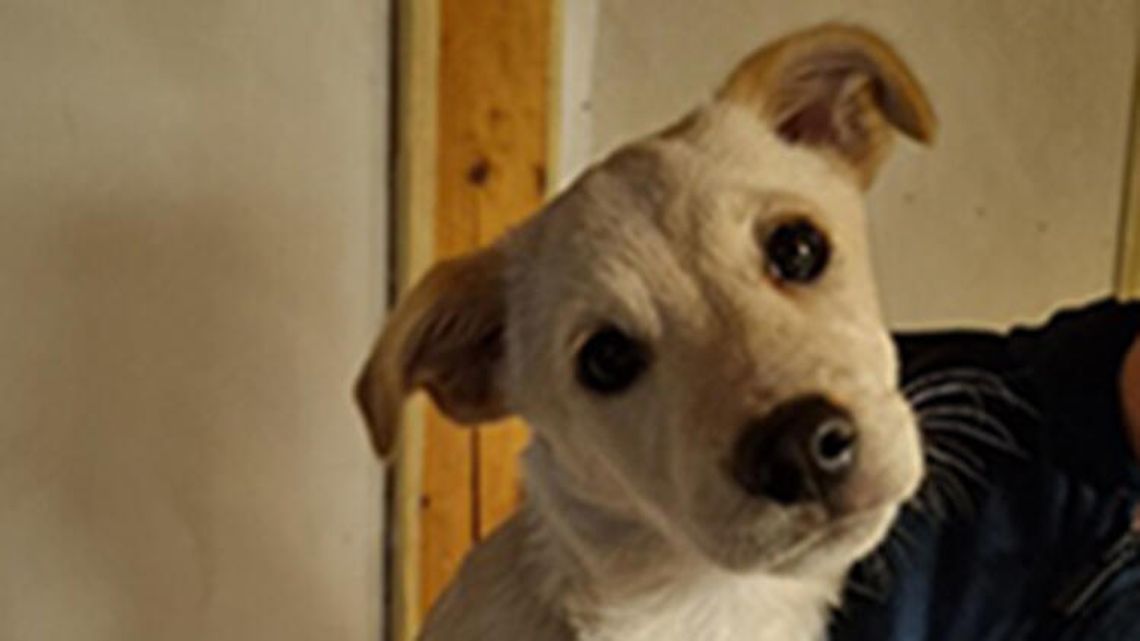 Poszukujemy właściciela widocznego na zdjęciu psa Poszukujemy właściciela widocznego na zdjęciu psa