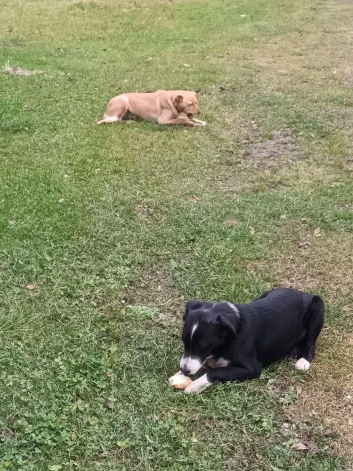 Poszukujemy właściciela widocznych na zdjęciu piesków 🐕