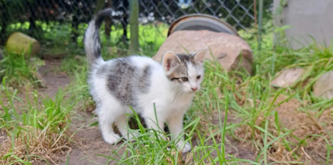 Urząd Miasta i Gminy w Młynarach poszukuje osób chętnych do adopcji kotów. Urząd Miasta i Gminy w Młynarach poszukuje osób chętnych do adopcji kotów.