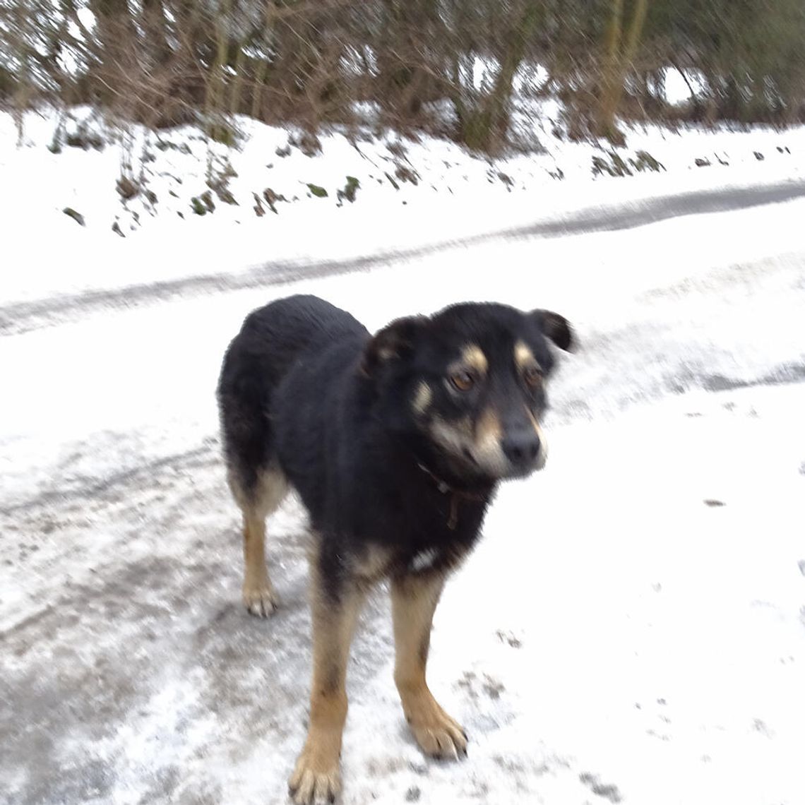 Urząd Miasta i Gminy w Młynarach poszukuje właściciela tego psa lub osoby chętnej do przygarnięcia psa widocznego na zdjęciu