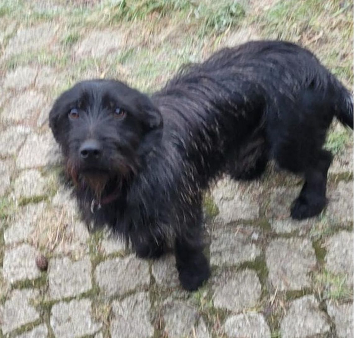 Właściciel poszukuje zaginionego psa, widocznego na zdjęciu